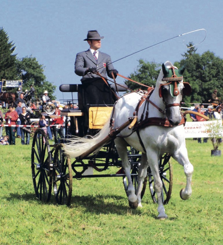 Avant de se dédier à sa carrière de constructeur, Michael Mayer a vécu de belles saisons sous la casquette de meneur. Avec le beau gris Lajozs,il a collectionné deux médailles d’or, une d’argent et deux de bronze aux championnats de Suisse. ©Coll. privée