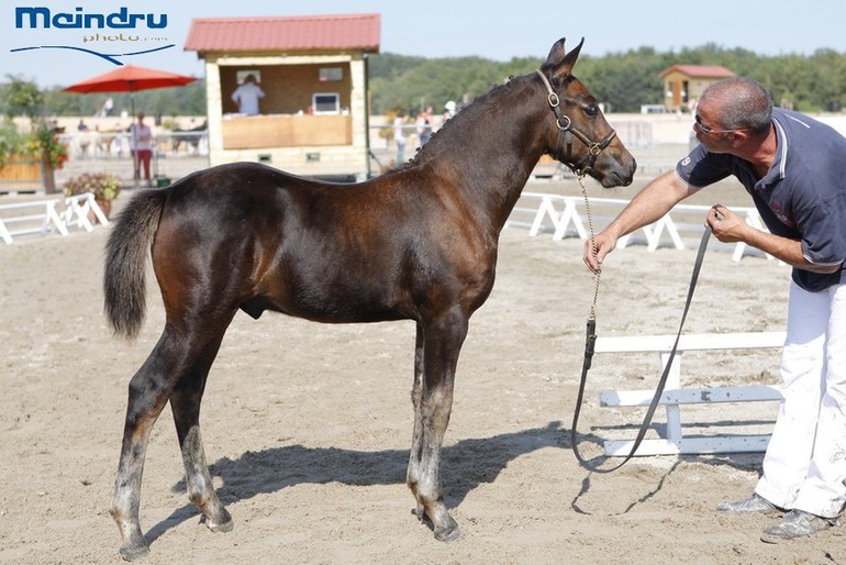 L'élevage est aussi très présent au Sologn'Pony