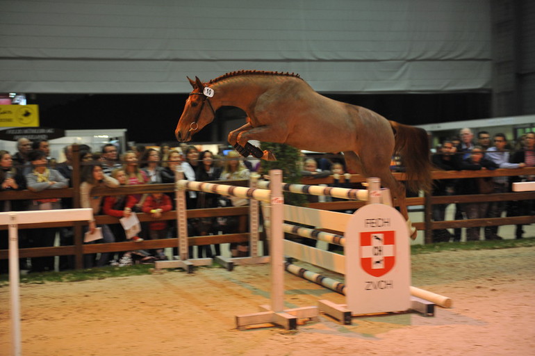 Finale de la Swiss Breed Classic au CHI-W à Palexpo