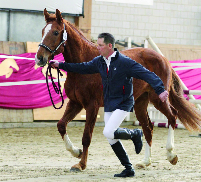 Ventes de chevaux de sport CH au manège du Pré-Mochel à Delémont