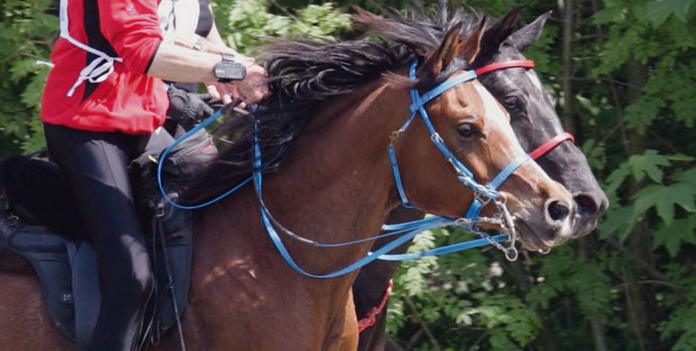 Dans son courrier du 26 mars 2013 adressé à la FEI, la FSSE relève le nombre important de chevaux dopés et blessés lors des compétitions internationales d’endurance ainsi que les infractions au « code de conduite » de la FEI. Dans ce contexte, la FSSE se base sur les chiffres publiés par la FEI elle-même faisant état de l’utilisation fréquente de