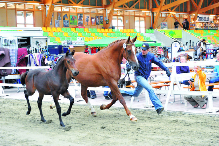 Présentation des poulains à Avenches, IENA, Equus Helveticus