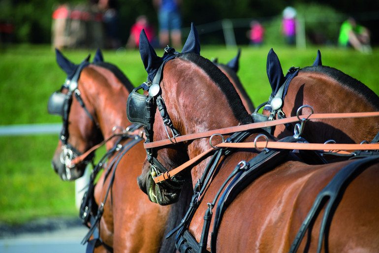 Championnats de Suisse d'attelage à Versoix