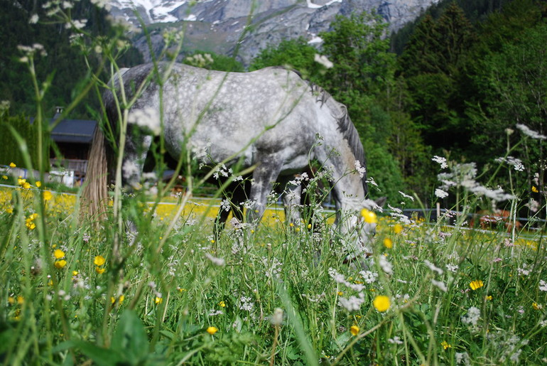 chevaux au pré