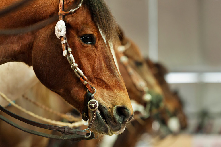 La BEA Cheval le rendez-vous des amis du cheval