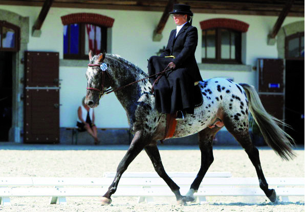 Monte traditionnelle à découvrir au Haras national d'Avenches