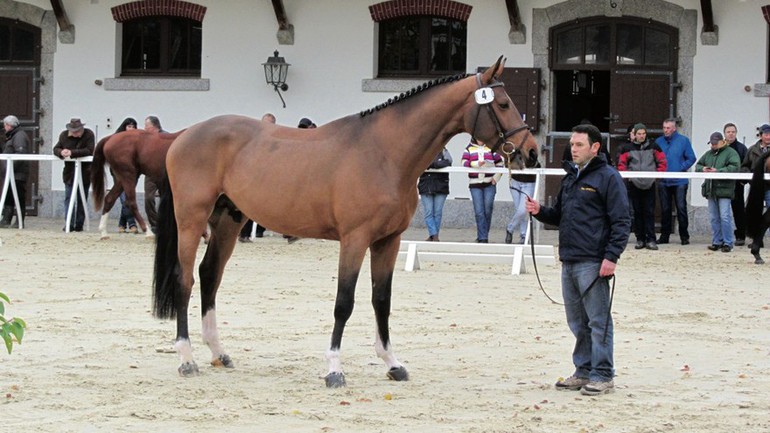 Haras national d'Avenches
