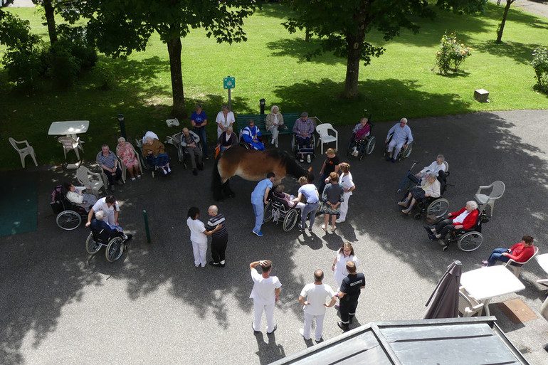 Rencontre avec un cheval de trait au Centre Hospitalier Annecy Genevois" 