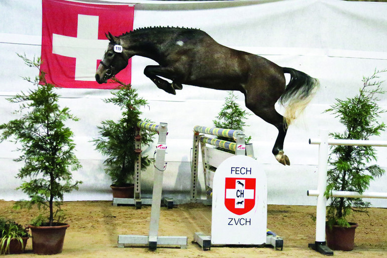 Les meilleurs chevaux de sport CH nés en 2014 seront au Chalet-à-Gobet ce dimanche 19 novembre.