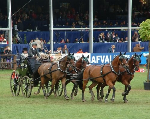 Aix-la-Chapelle,attelage,Exell,Ulrich,Stofer