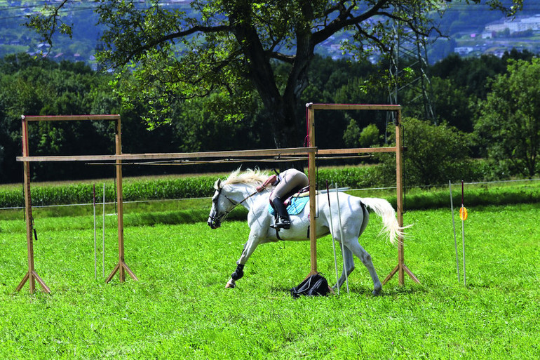 Championnats de Suisse de TREC ce week-end à Bex/VD