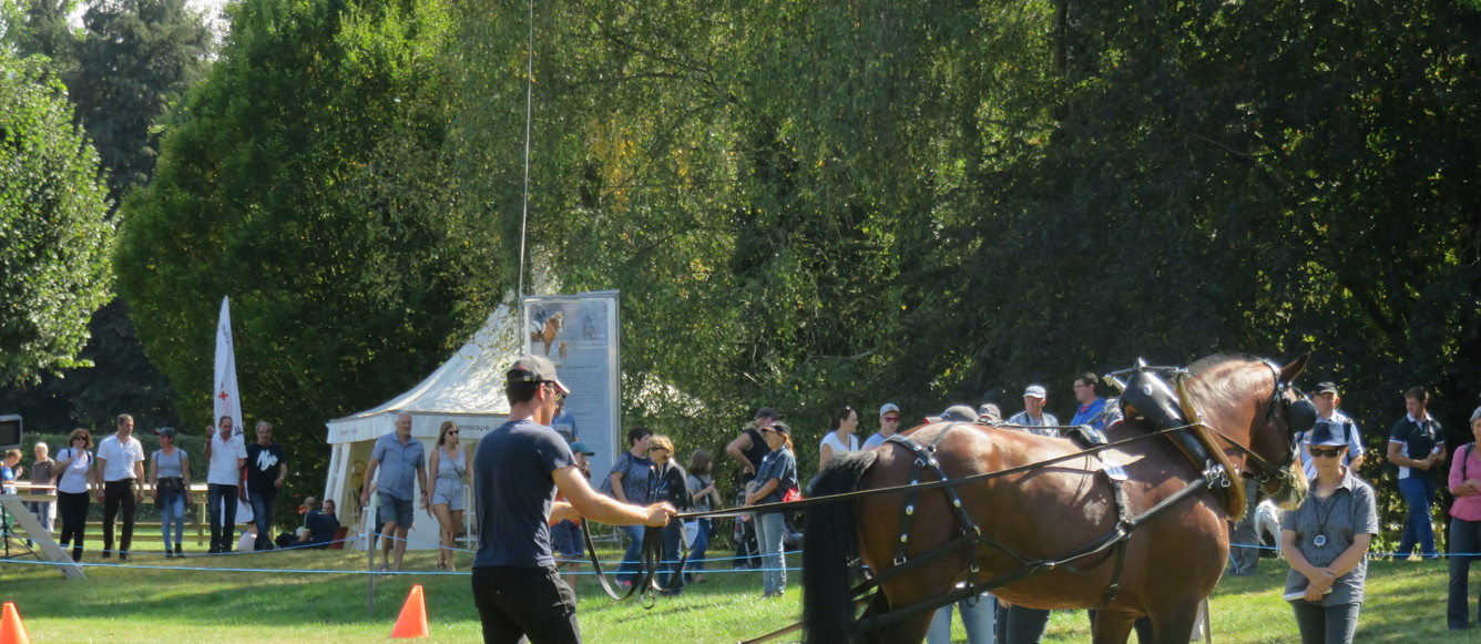 Des épreuves de débardage au programme à Romanens