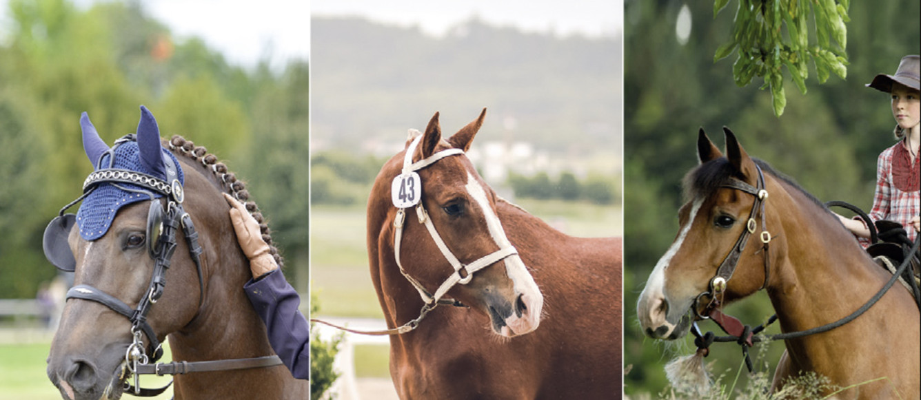 Expo-vente de chevaux FM