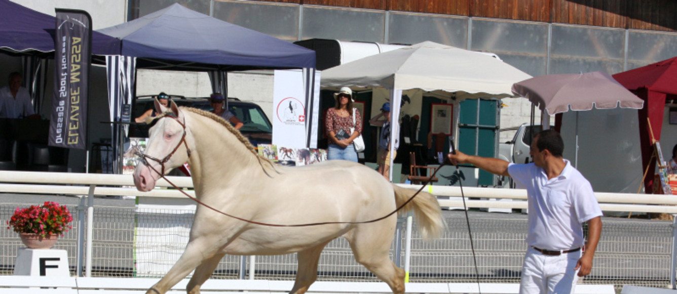 L’association Cavalo Lusitano Switzerland organise une approbation de chevaux lusitaniens et un concours de dressage ouvert aux chevaux baroques le samedi 24 août au Haras national d’Avenches.