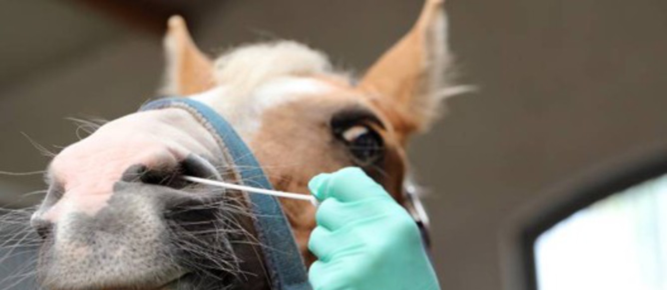Écouvillon nasal pour une analyse de dépistage du EHV par PCR | © imago/FSSE