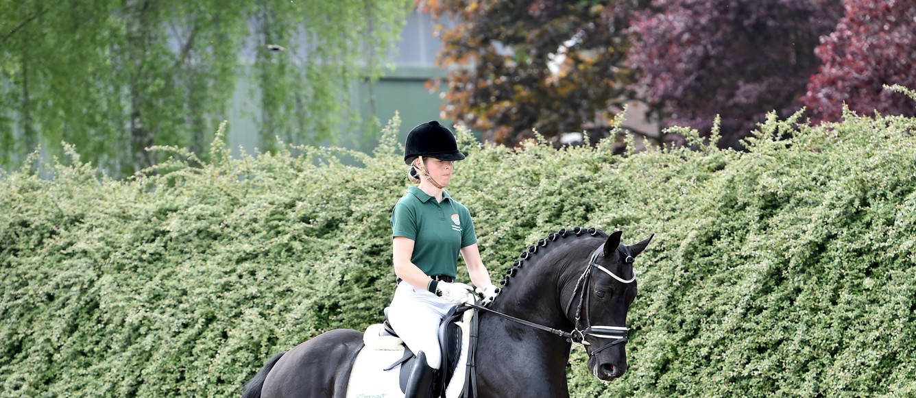 Vente de chevaux de dressage à Turbenthal
