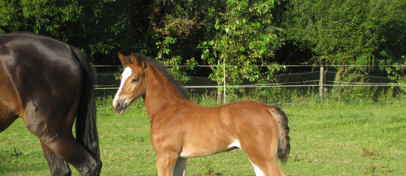 Dynamix de Bélhème © coll. Aimez