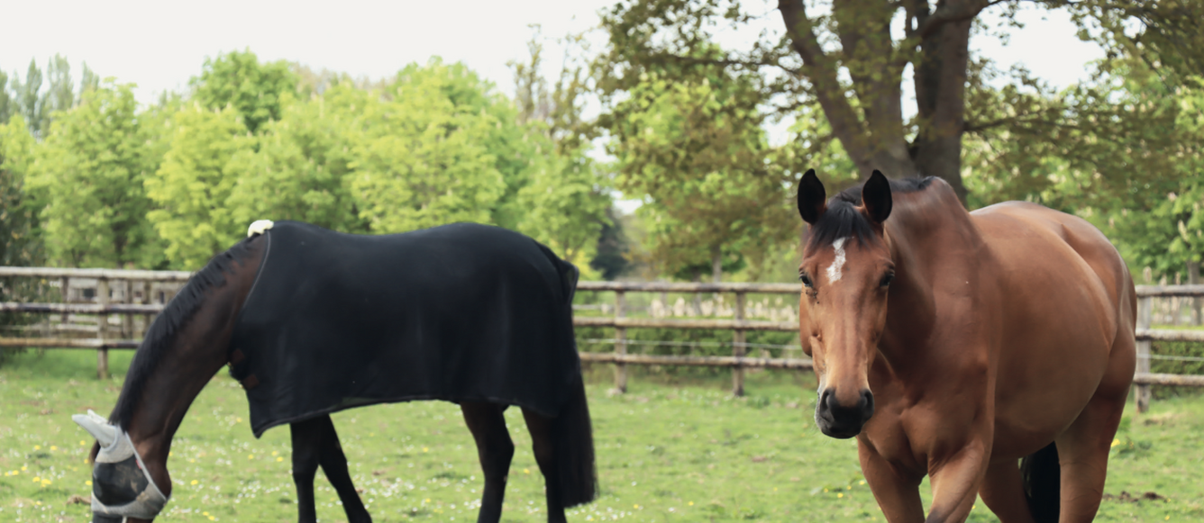Donatello d'Auge (avec la couverture) et l'une de ses fiancées. Le hongre passe le plus clair de son temps au paddock avec les « filles ». Julien n'intègre dans son piquet que des chevaux de 8 ou 9 ans au moins, sortant déjà en Grand Prix 3*, dont les propriétaires pensent qu'ils peuvent « passer un cap ». © Céline Gualde