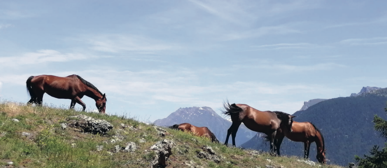 En 2009, le Schwytzois a pu acheter le manège de La Souste/VS, où tout avait commencé six ans plus tôt et où tout continue et se développe. Avec des pâtures naturelles, près des sommets. © privées