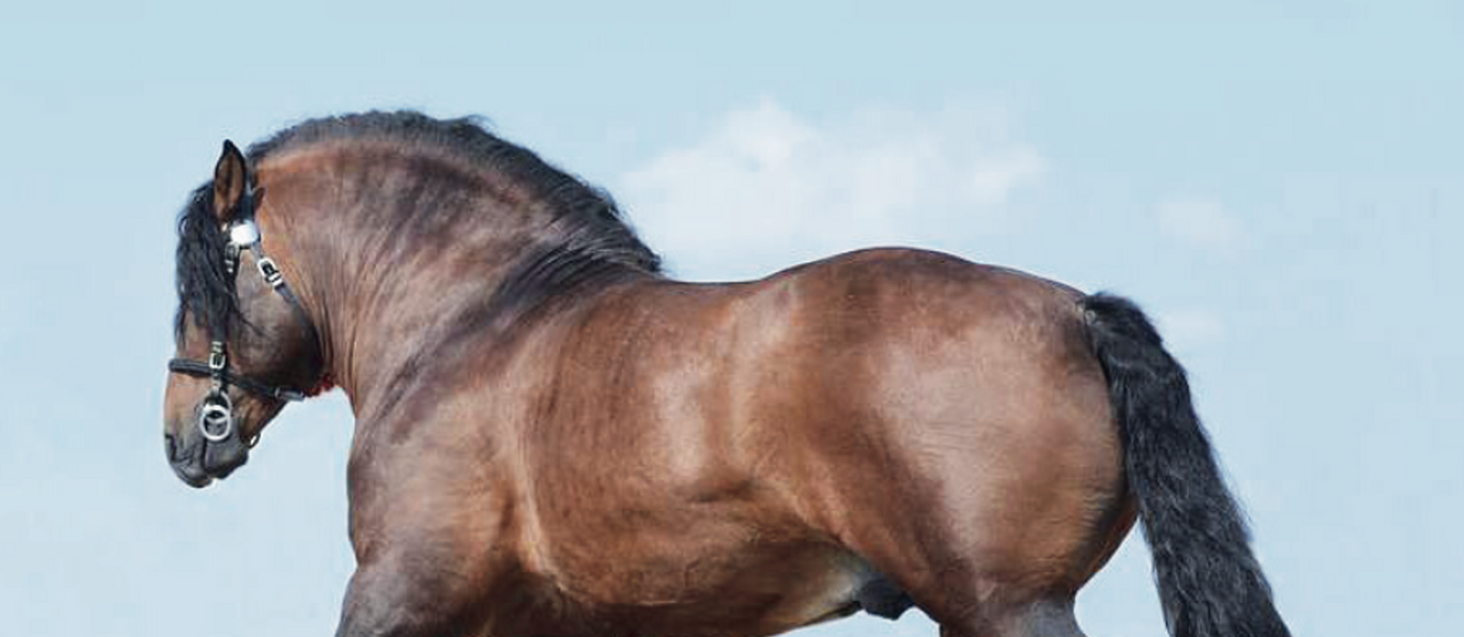 Ci-dessus, la majesté du cheval de trait se caractérise par ses formes larges et imposantes. © Pixabay