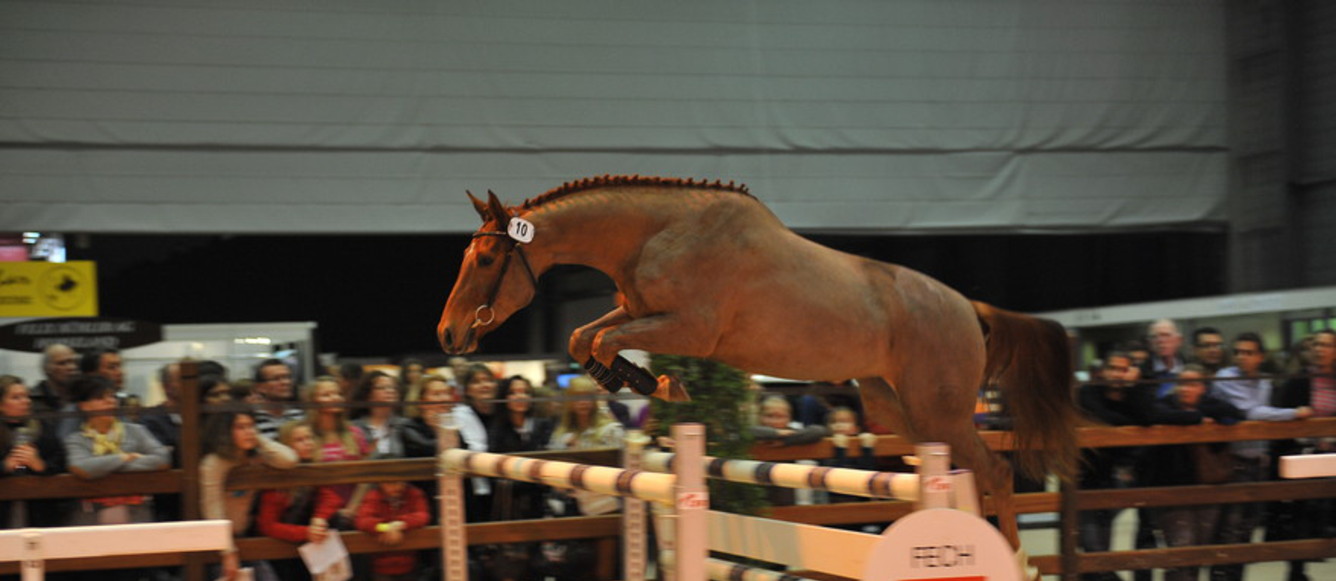 Finale de la Swiss Breed Classic annulée