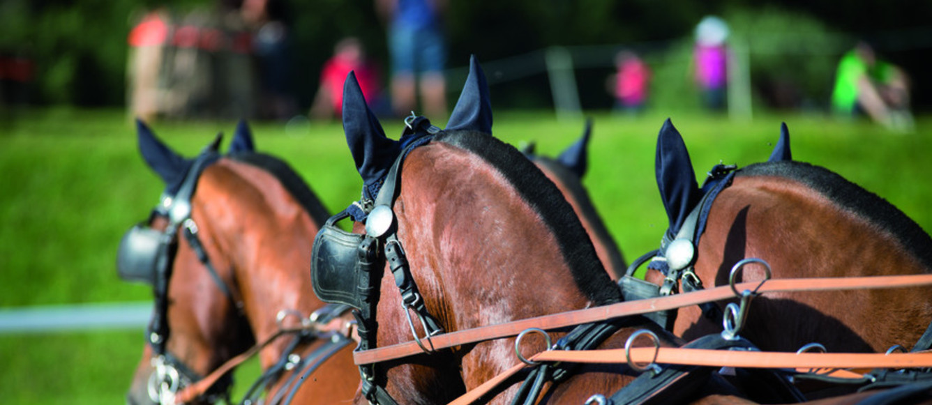 Championnat de Suisse d'attelage à Versoix
