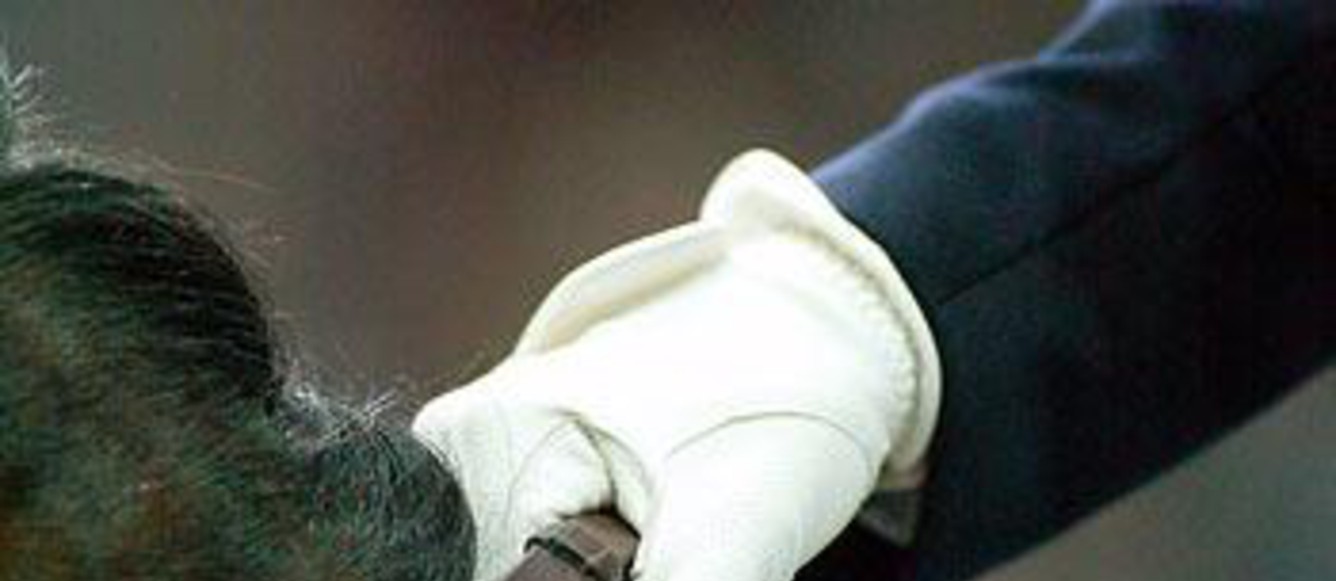 dressage,relève