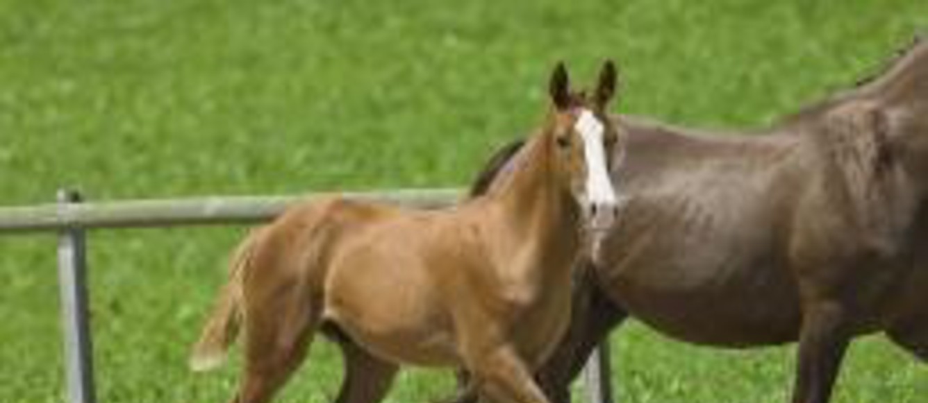 Quel statut pour le cheval?