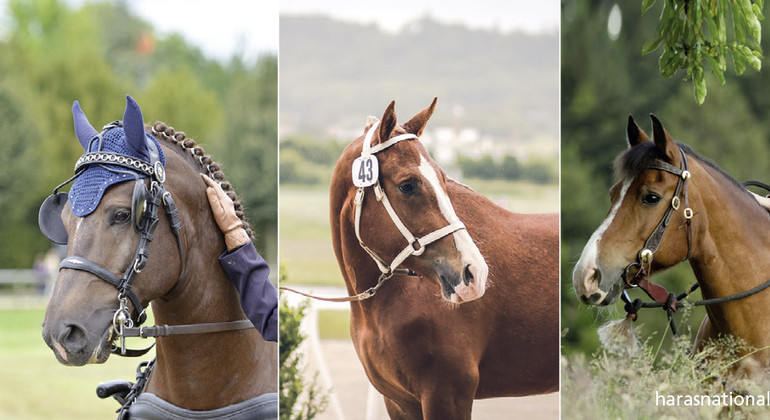Expo-vente de chevaux FM 2019 annulée