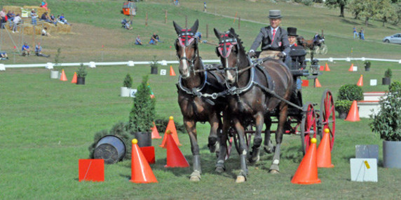 Championnats de Suisse d’attelage à Coinsins : une belle participation et des médaillés mondiaux