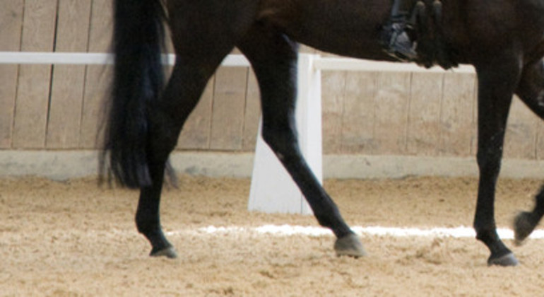 COVID-19 et certificat obligatoire : qu’est-ce qui s’applique pour le sport équestre ?
