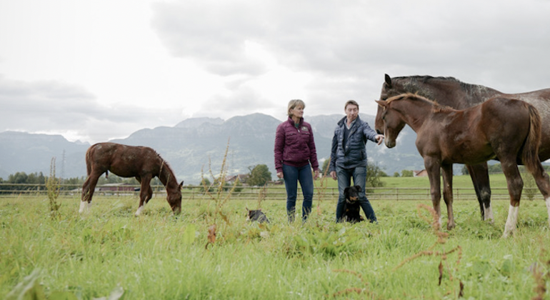 Haras de Bossy : des poulains, jusqu’aux Grands Prix