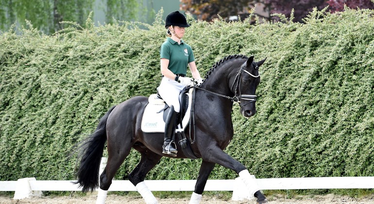 Cavaliers de dressage : Trouvez le cheval de vos rêves à Turbenthal !