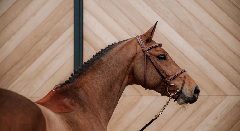 Exclusive Sales Extra Horses