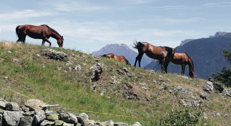 Martin Kühnis, former son cheval, une vraie satisfaction (2/2)