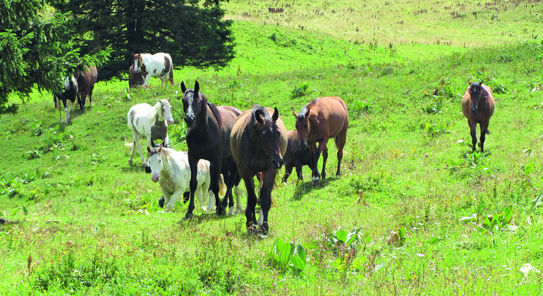 Pensions retraite et poulains
