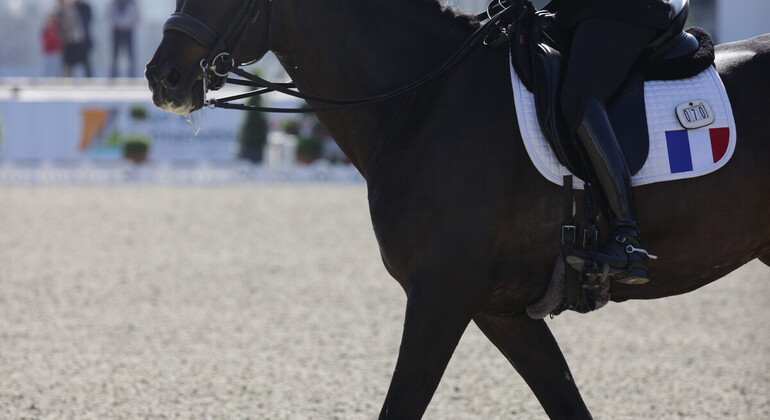 Fontainebleau : la hiérarchie du dressage mondial à l'épreuve