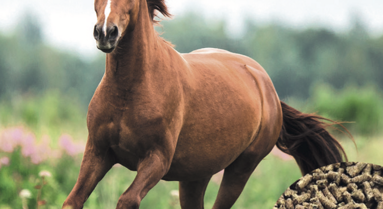 Céréales dans l’alimentation : un peu, beaucoup, pas du tout ?