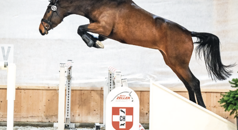 Swiss Breed Classic au Pré-Mo à Delémont