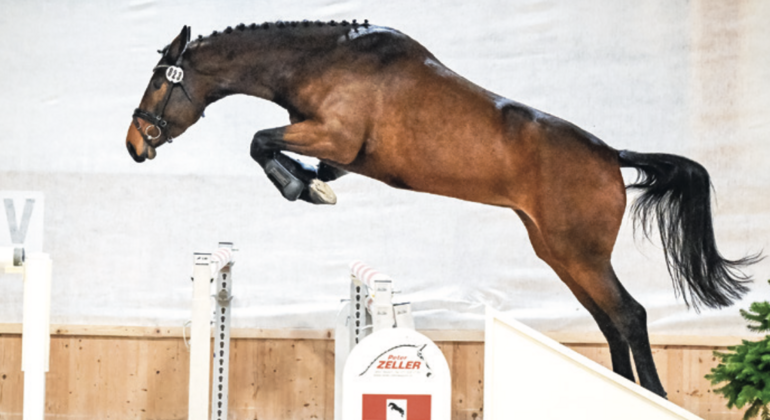 Swiss Breed Classic au Pré-Mo à Delémont