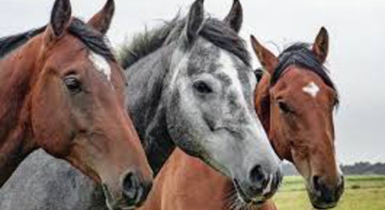 Recherche sur les problèmes de dos des chevaux