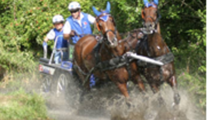 Mondiaux d’attelage à 2 : le Hongrois Hölle 1er, Marcel Luder 8e, l’équipe 6e