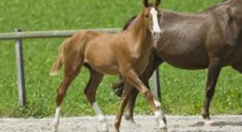 « Le cheval, animal de rente ou animal de compagnie ?»